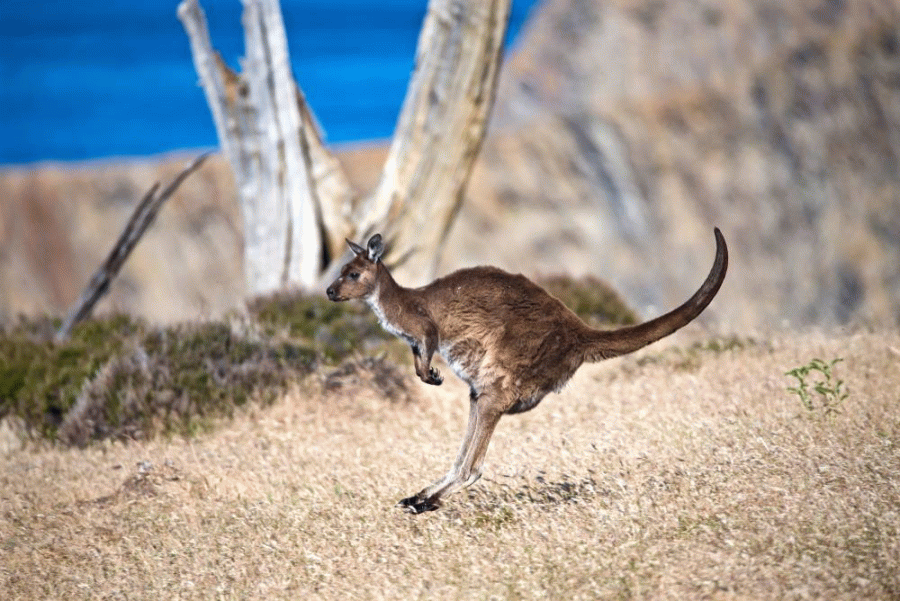 Kangaroo Island